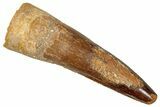 Fossil Spinosaurus Tooth - Real Dinosaur Tooth #357475-1